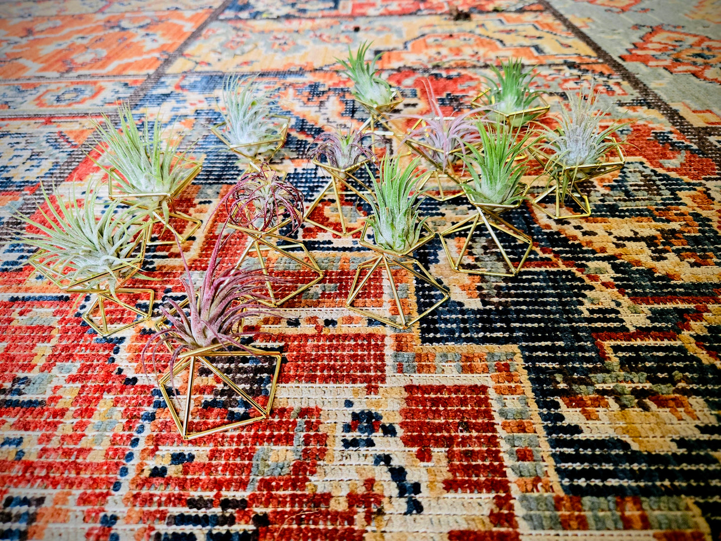 Air Plant with Gold Holder