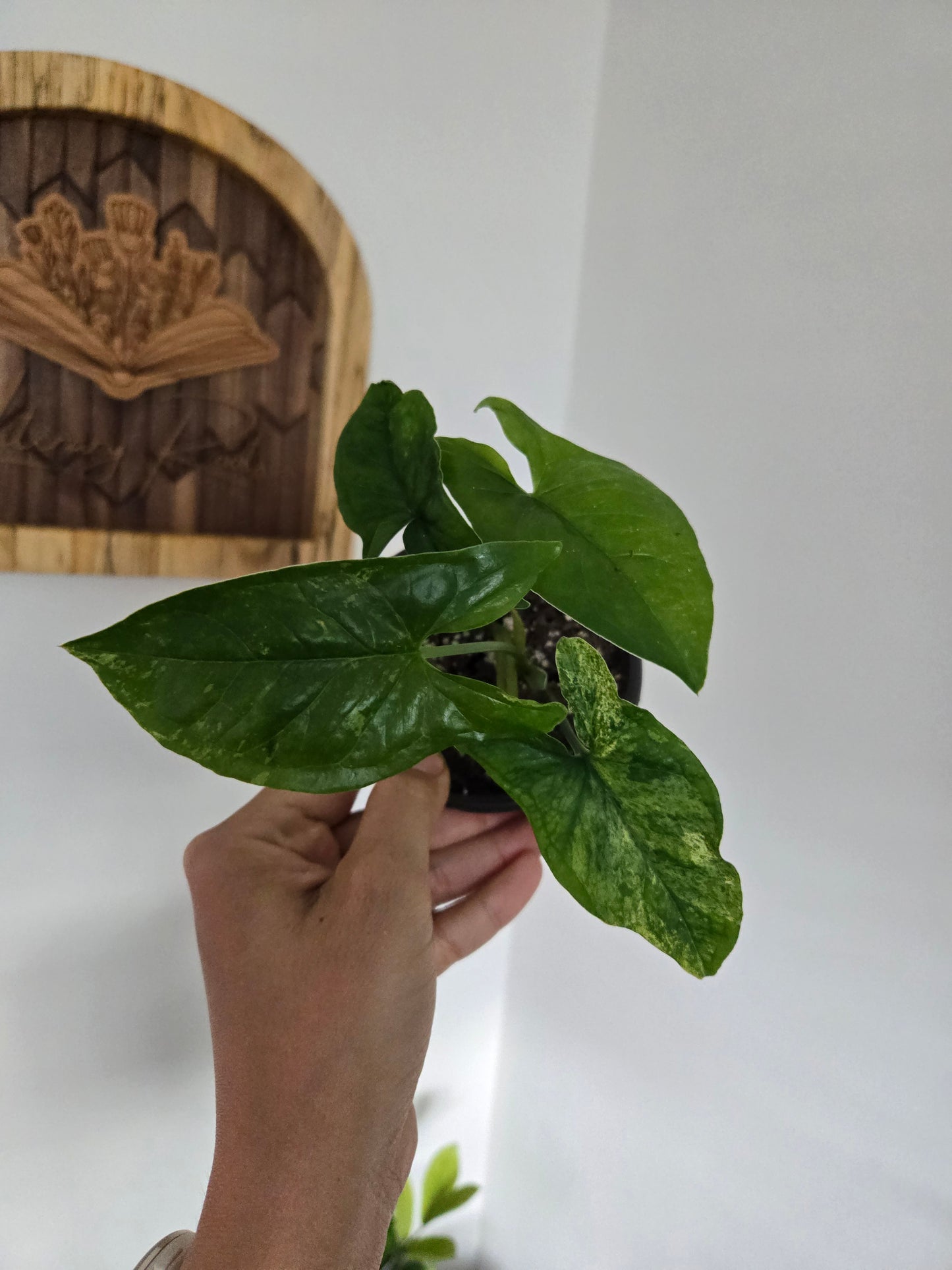 Syngonium Mojito