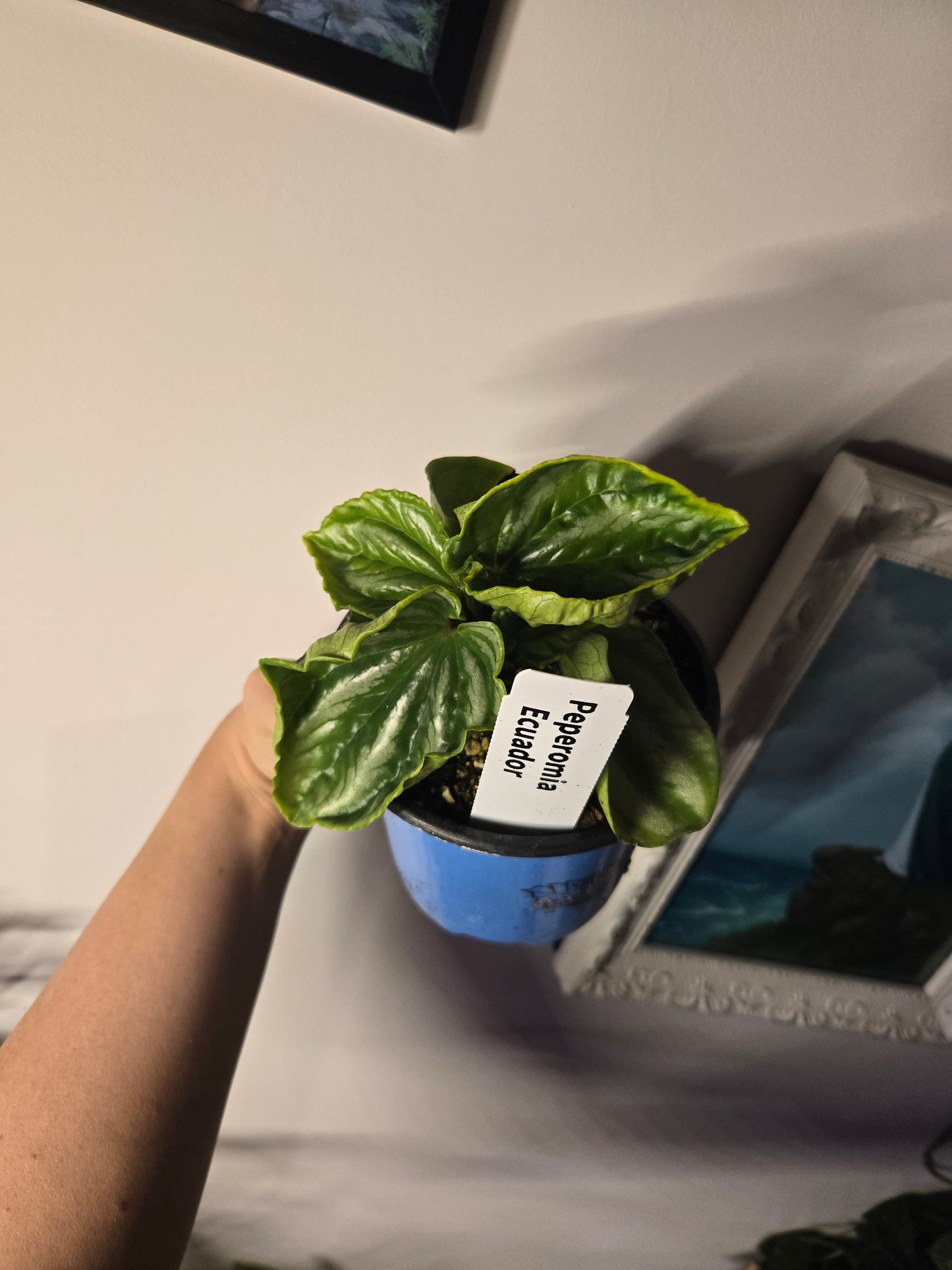 Peperomia Ecuador