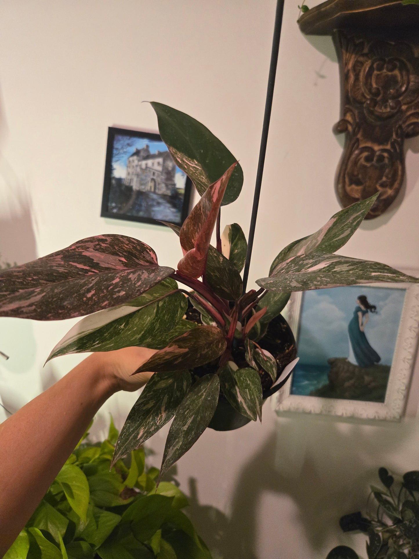 Pink Princess Marble Galaxy Philodendron