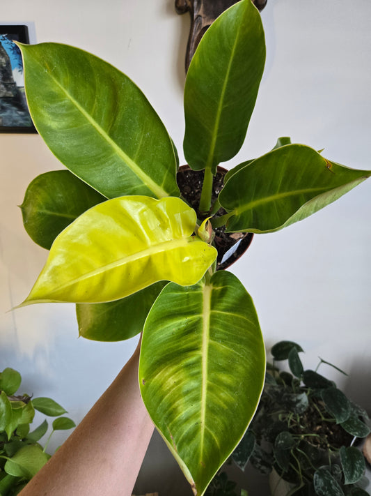 Philodendron Moonlight