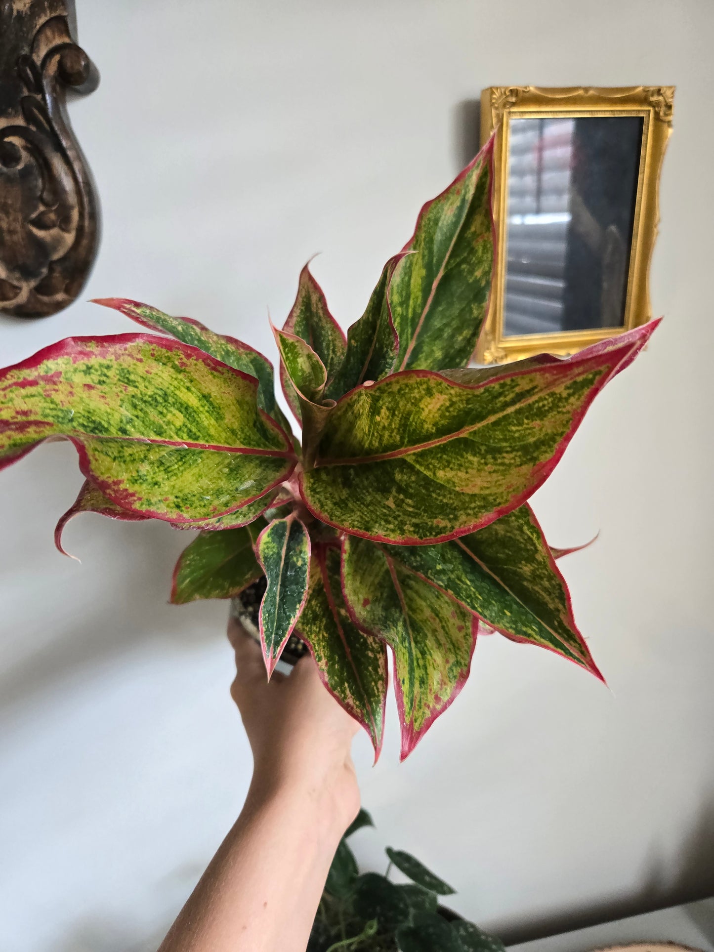 Aglaonema Pink