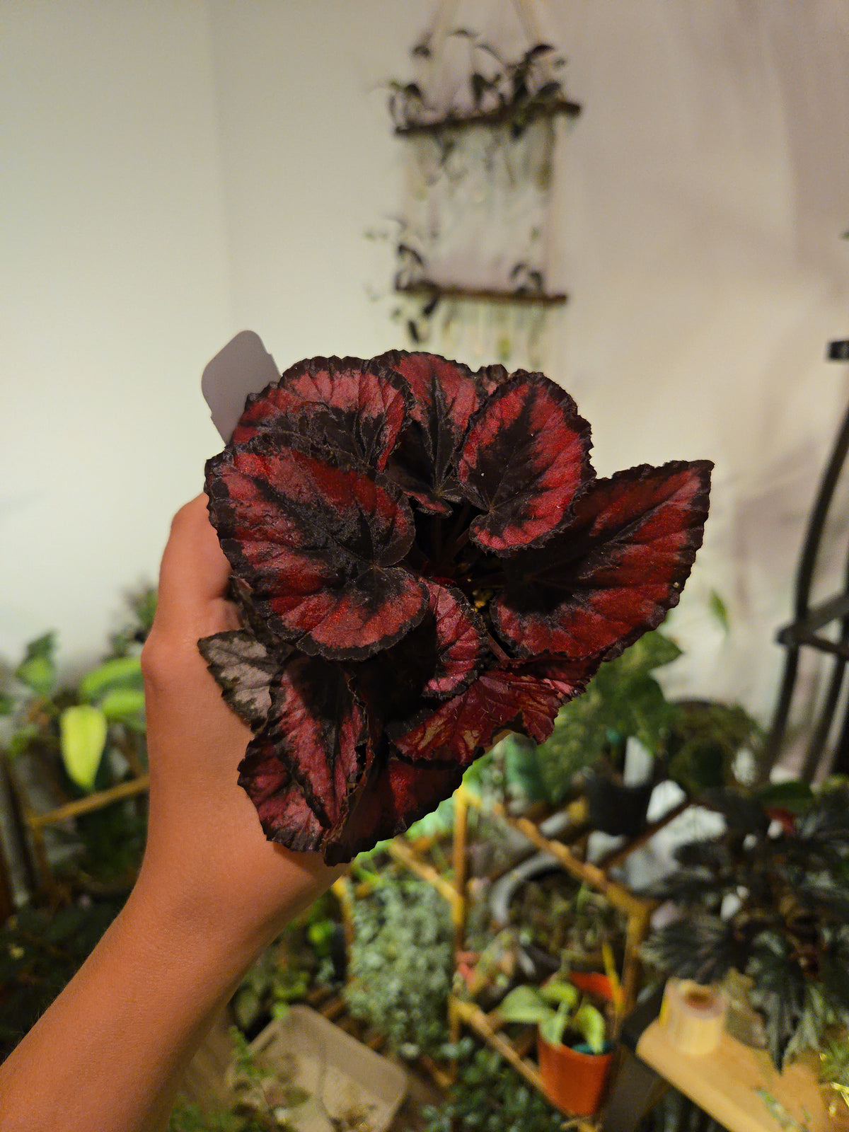 Rex Begonia