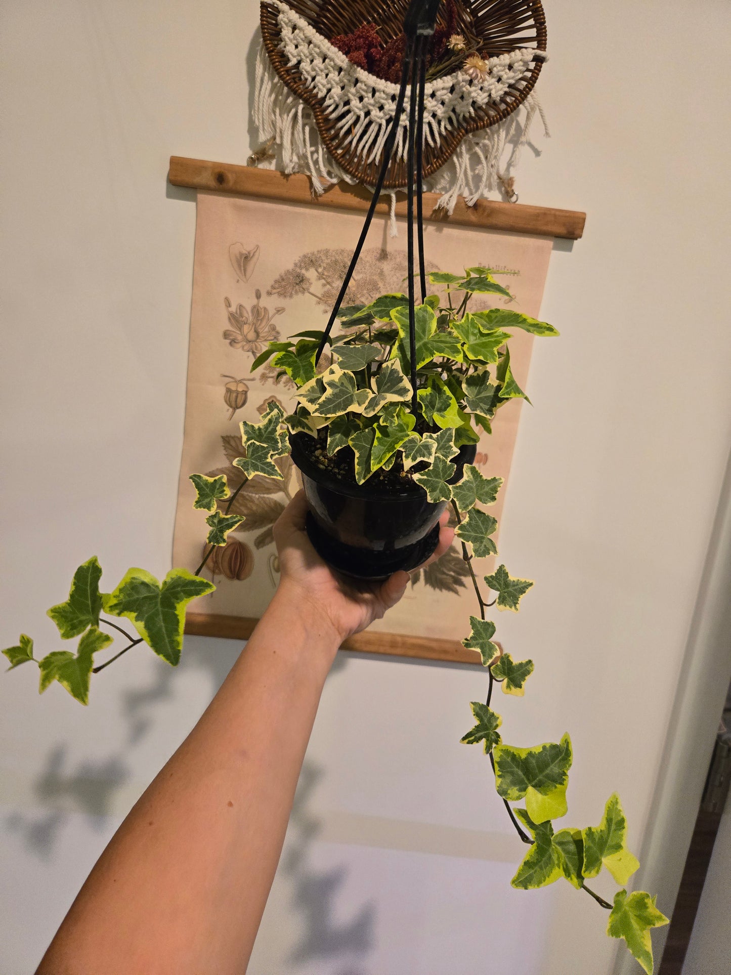 Variegated Ivy 4 in Hanging Basket