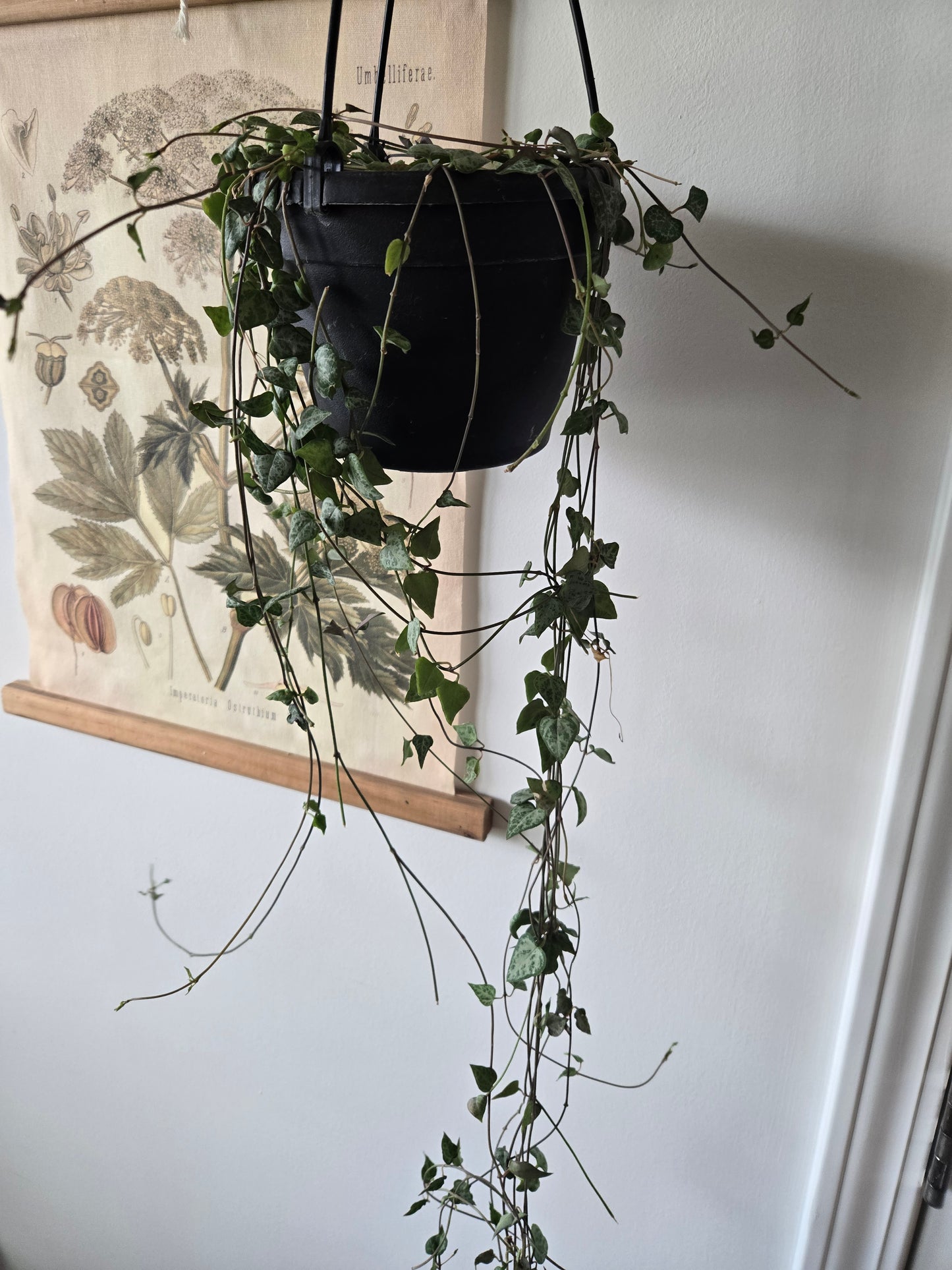 Hanging Basket String of Arrows