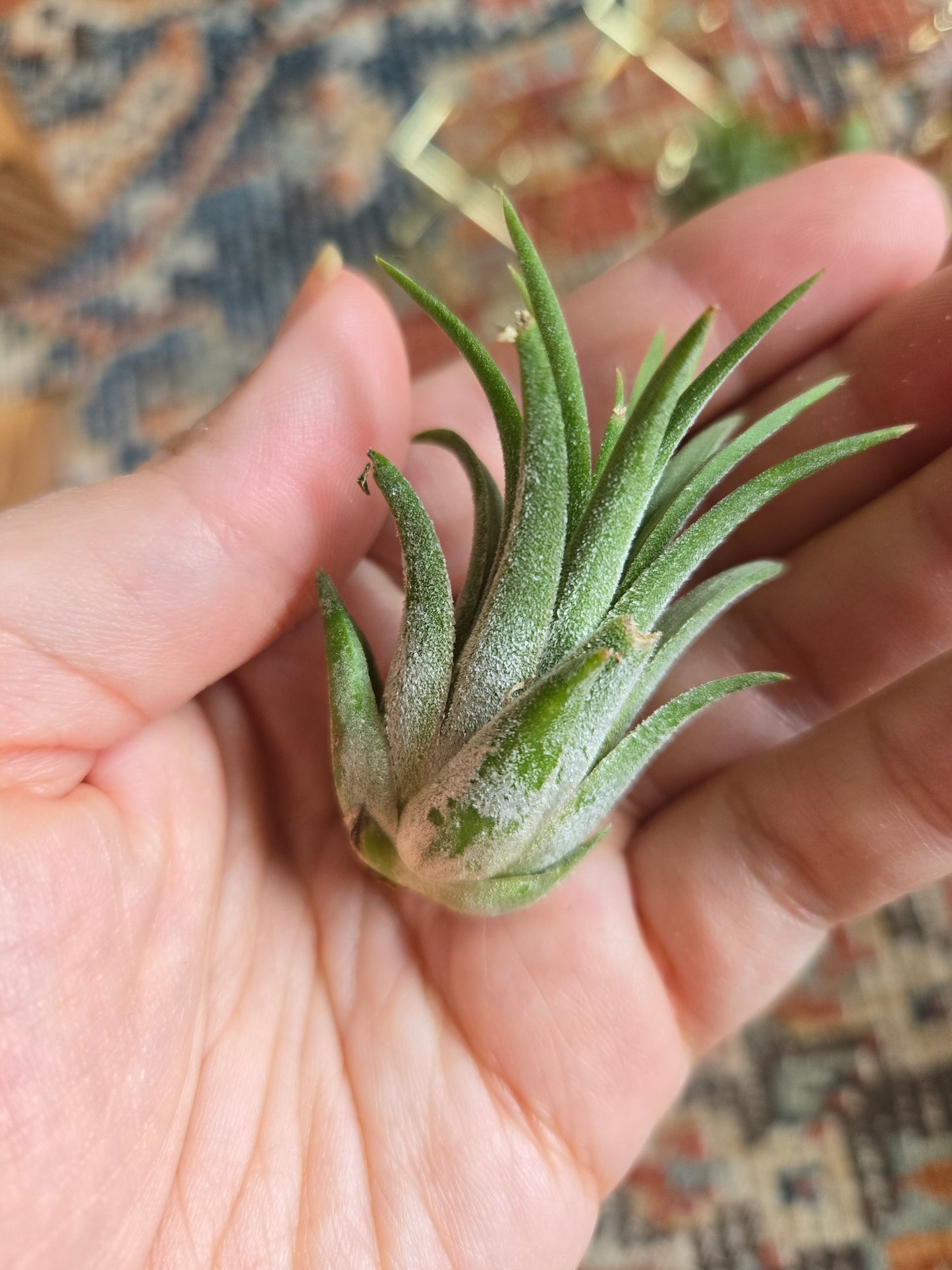 Air Plants