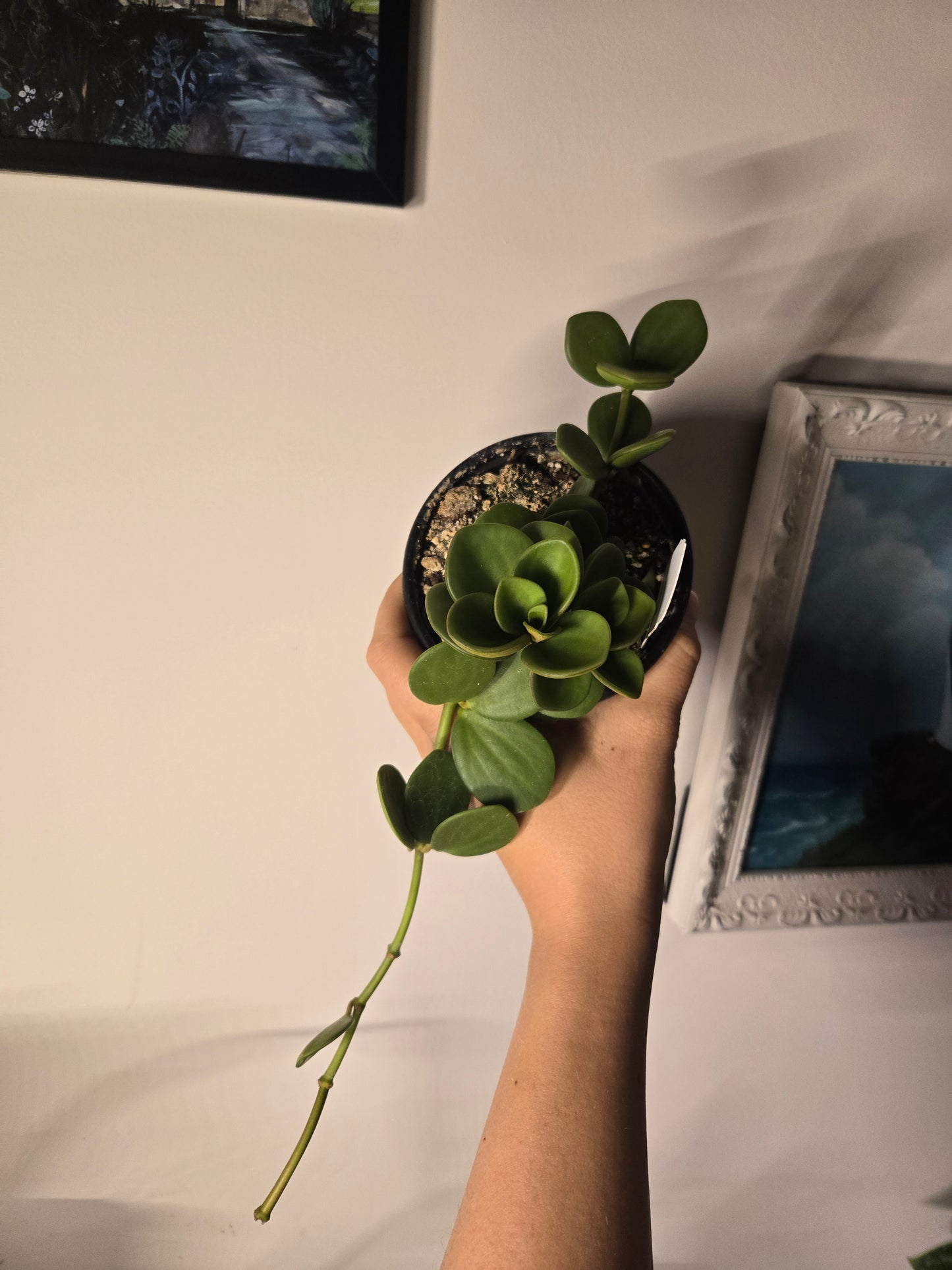 Peperomia Hope