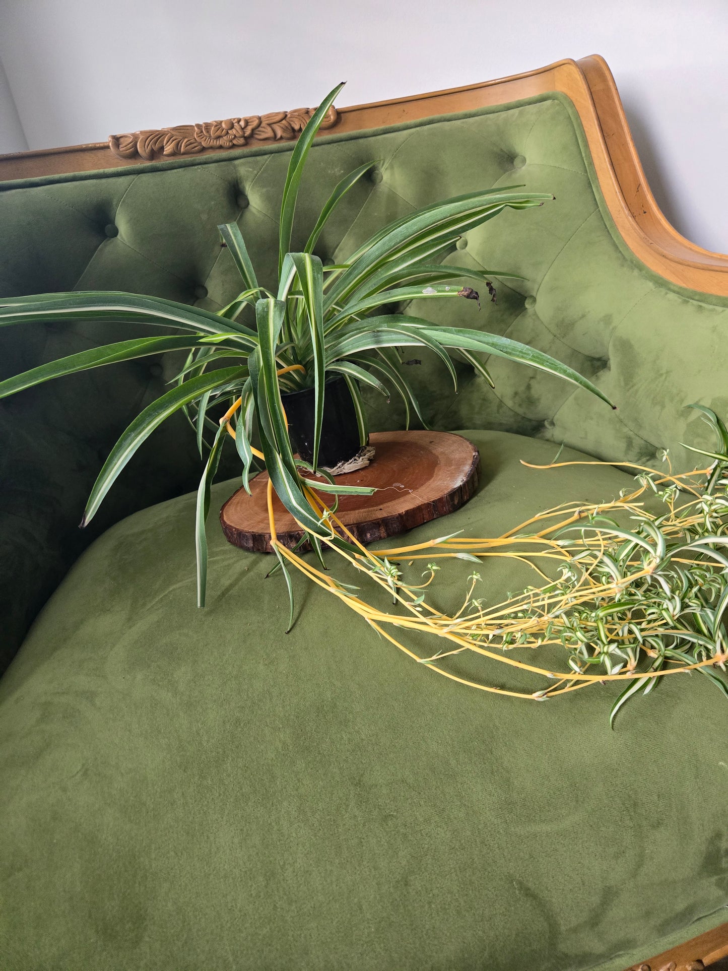 Spider Plant