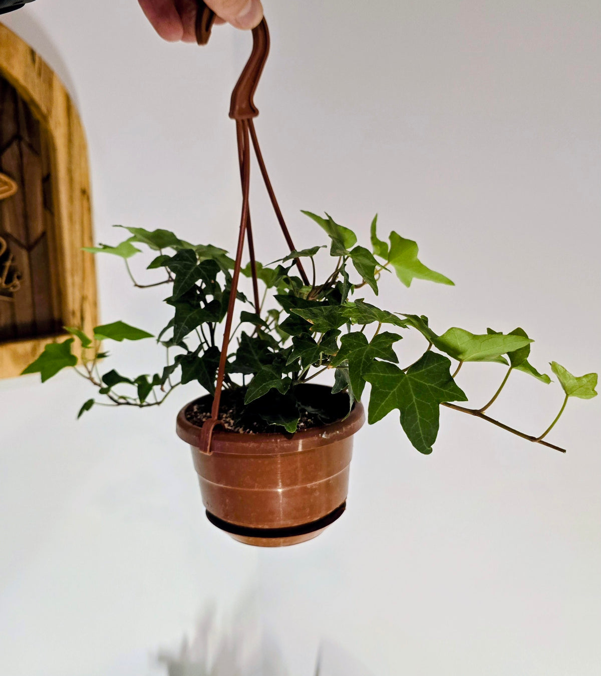4 in Hanging Basket