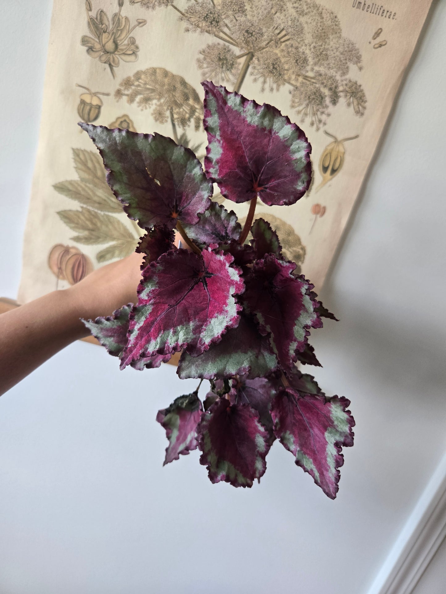 4 in Begonia Rex