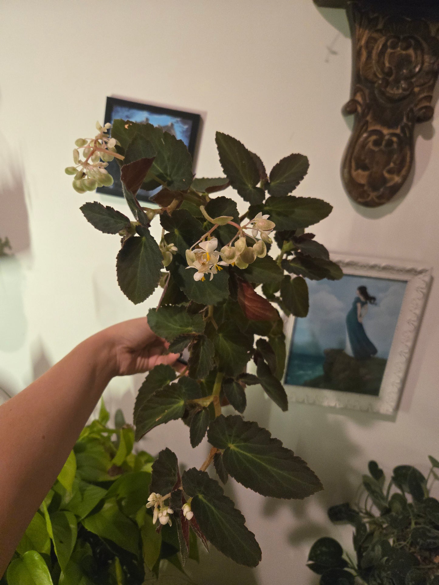 Begonia Brazilian Lady