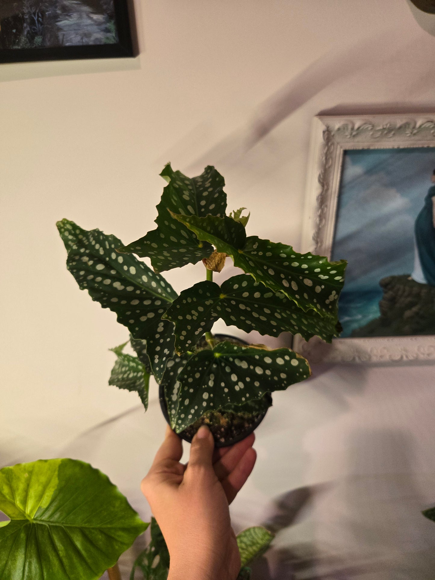 Begonia Maculata