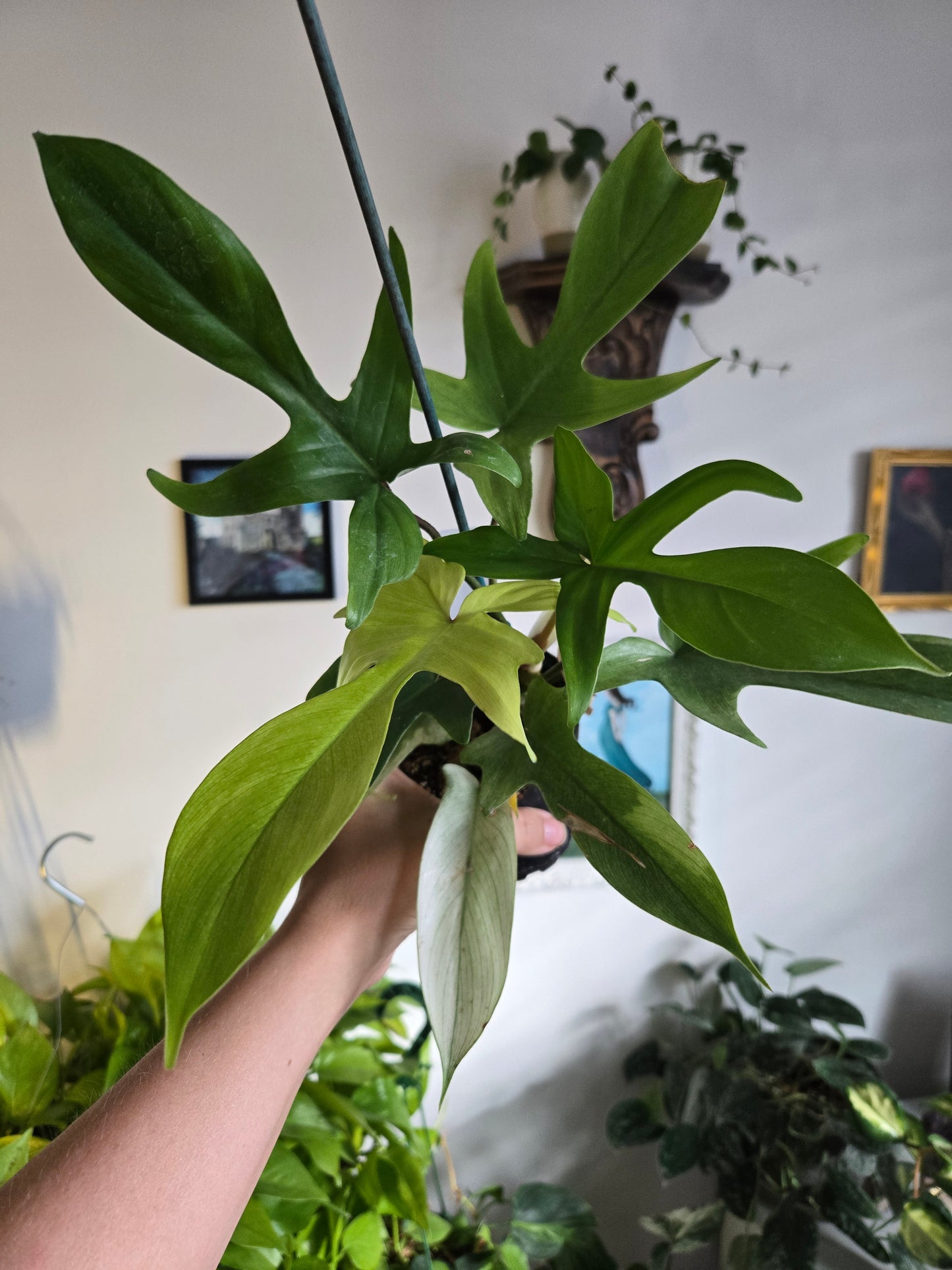 Yellow Ghost Philodendron