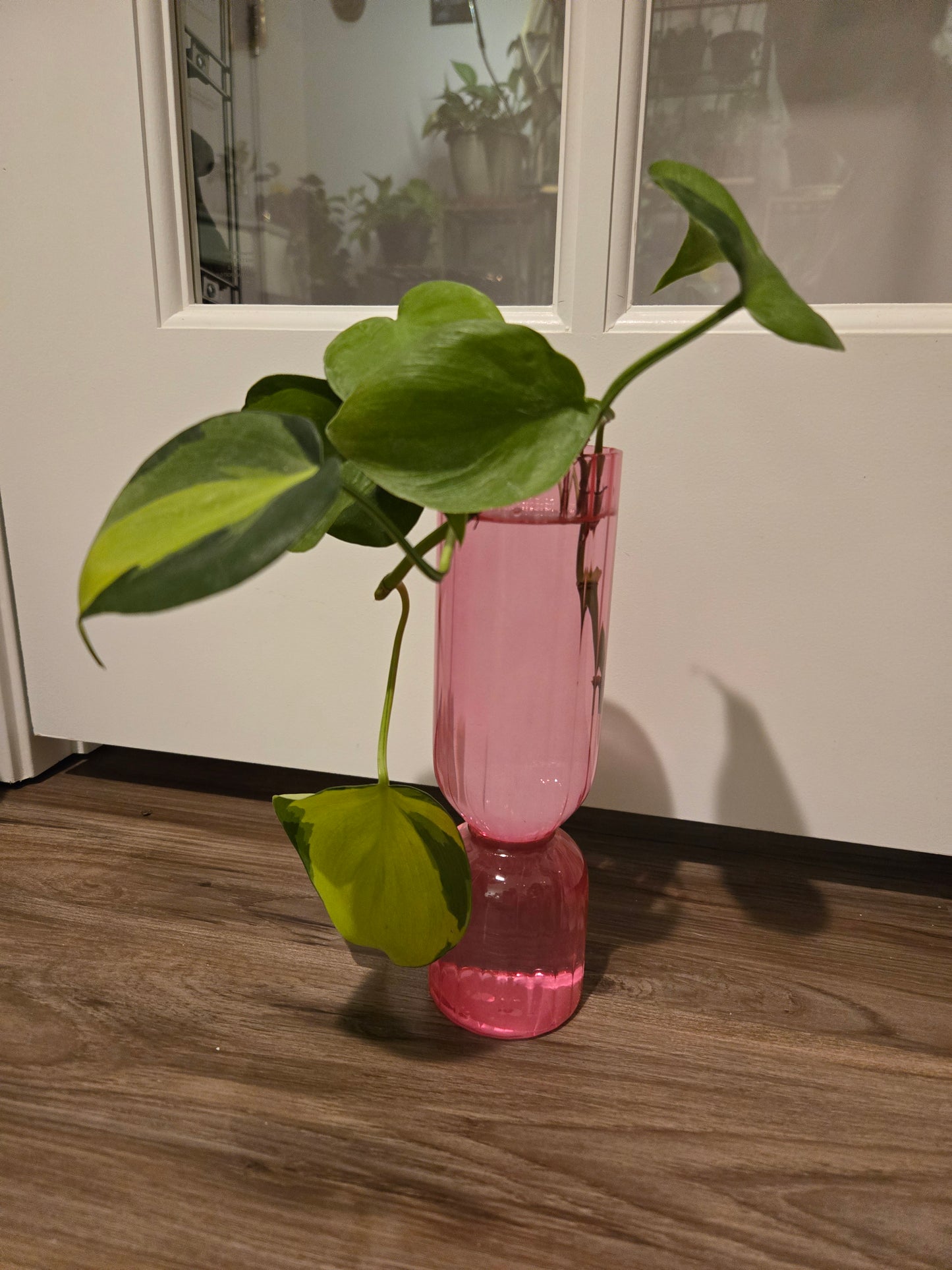 Brazil Philodendron in Pink Vase