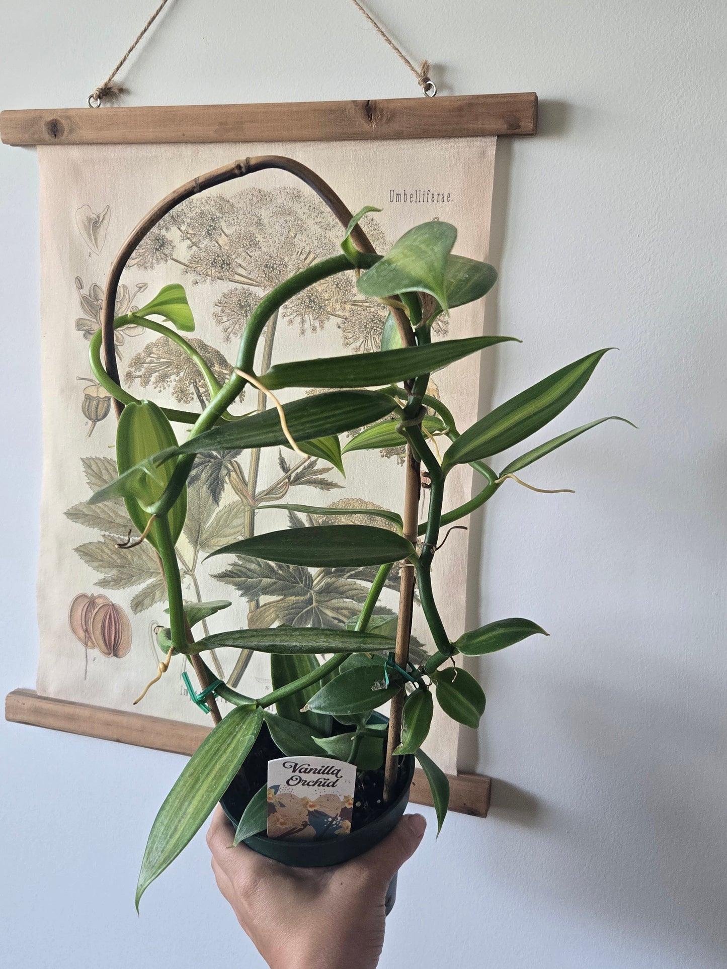 GREEN Vanilla bean orchid