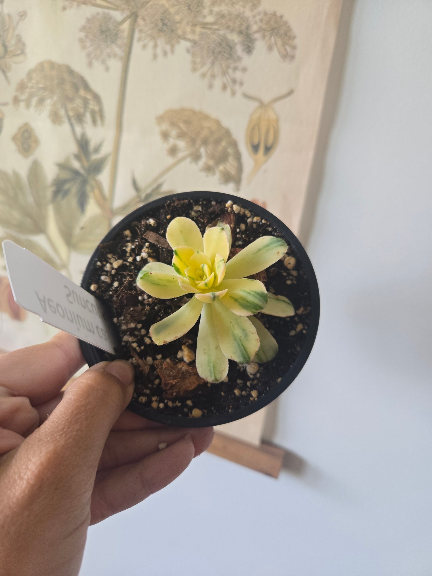 Aeonium castello-paivae variegata 'Suncup'