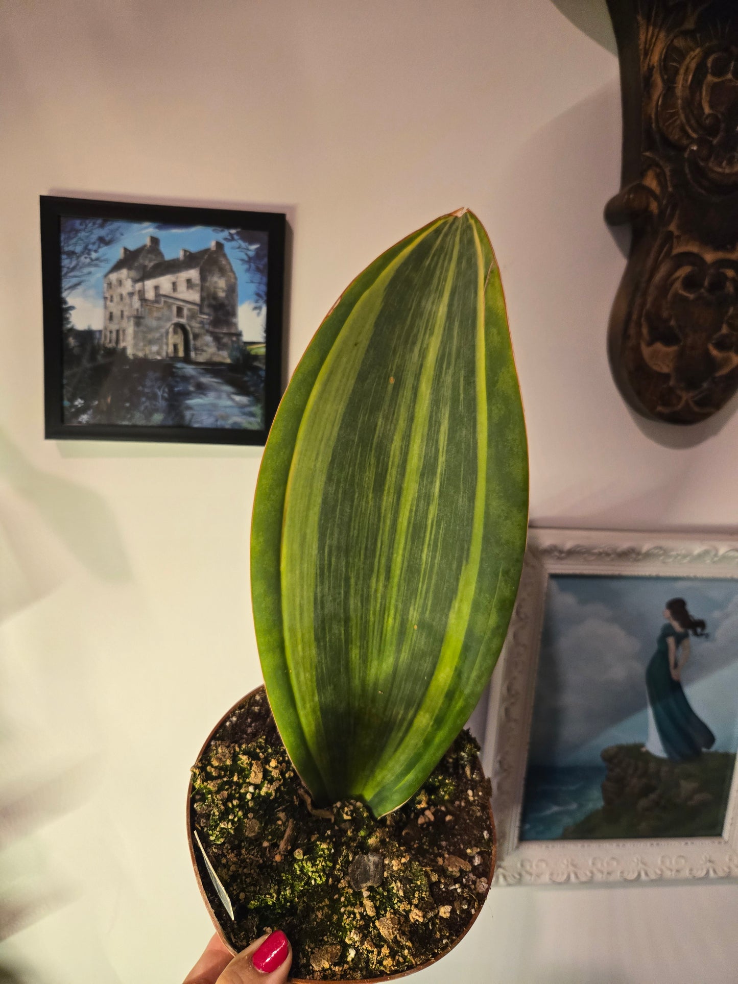 Sansevieria Whalefin Variegated