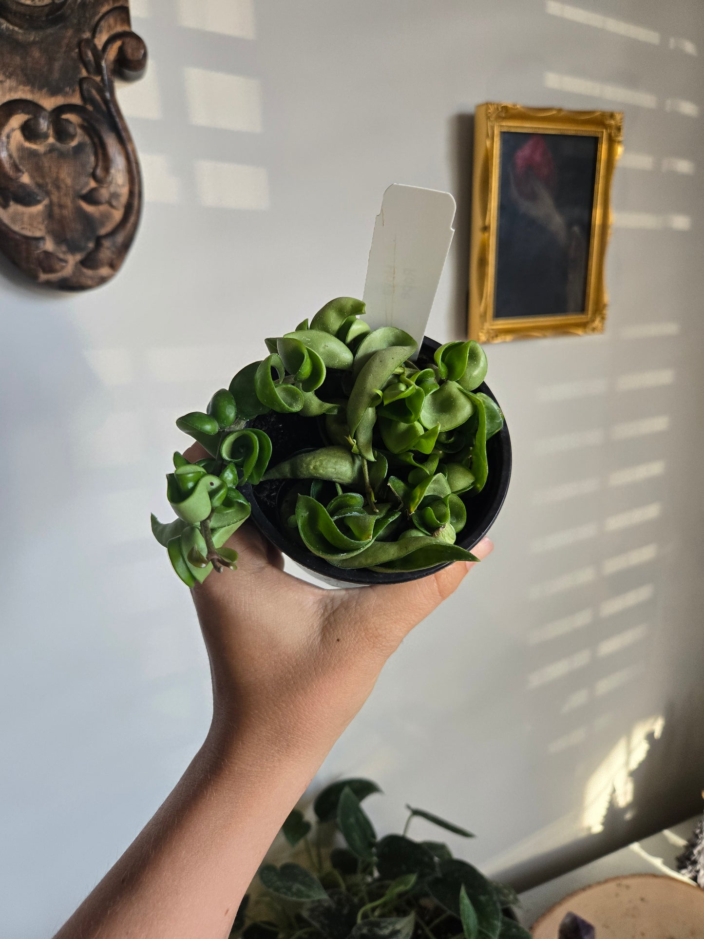 Hoya Rope Green 4 in Pot