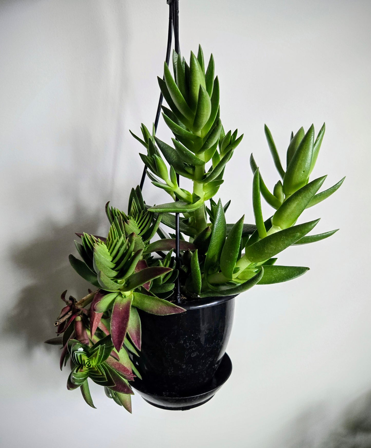 Crassula and Succulent Hanging Basket