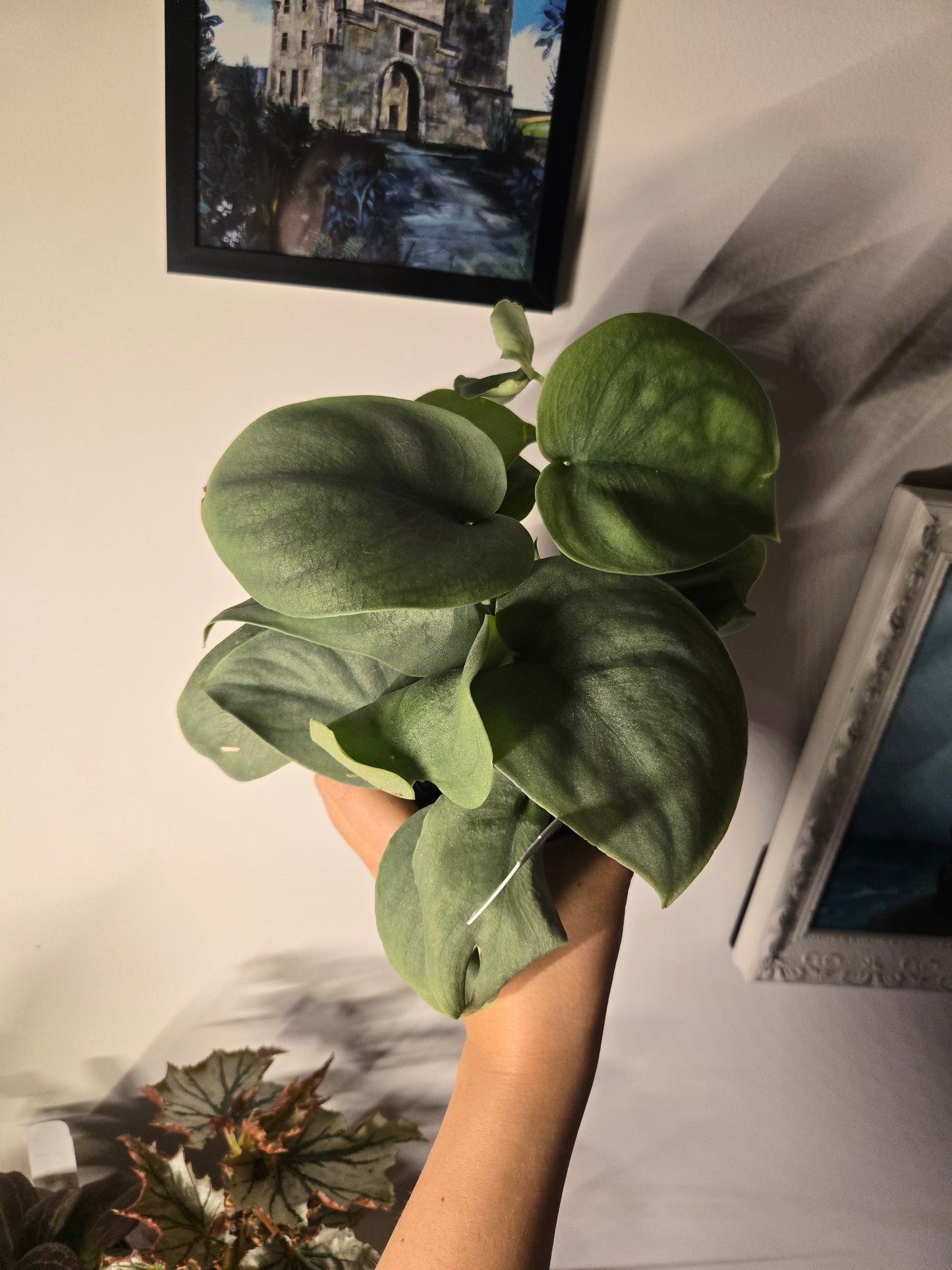 Scindapsus Pictus 'platinum Java'