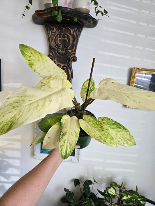 Painted Lady Philodendron