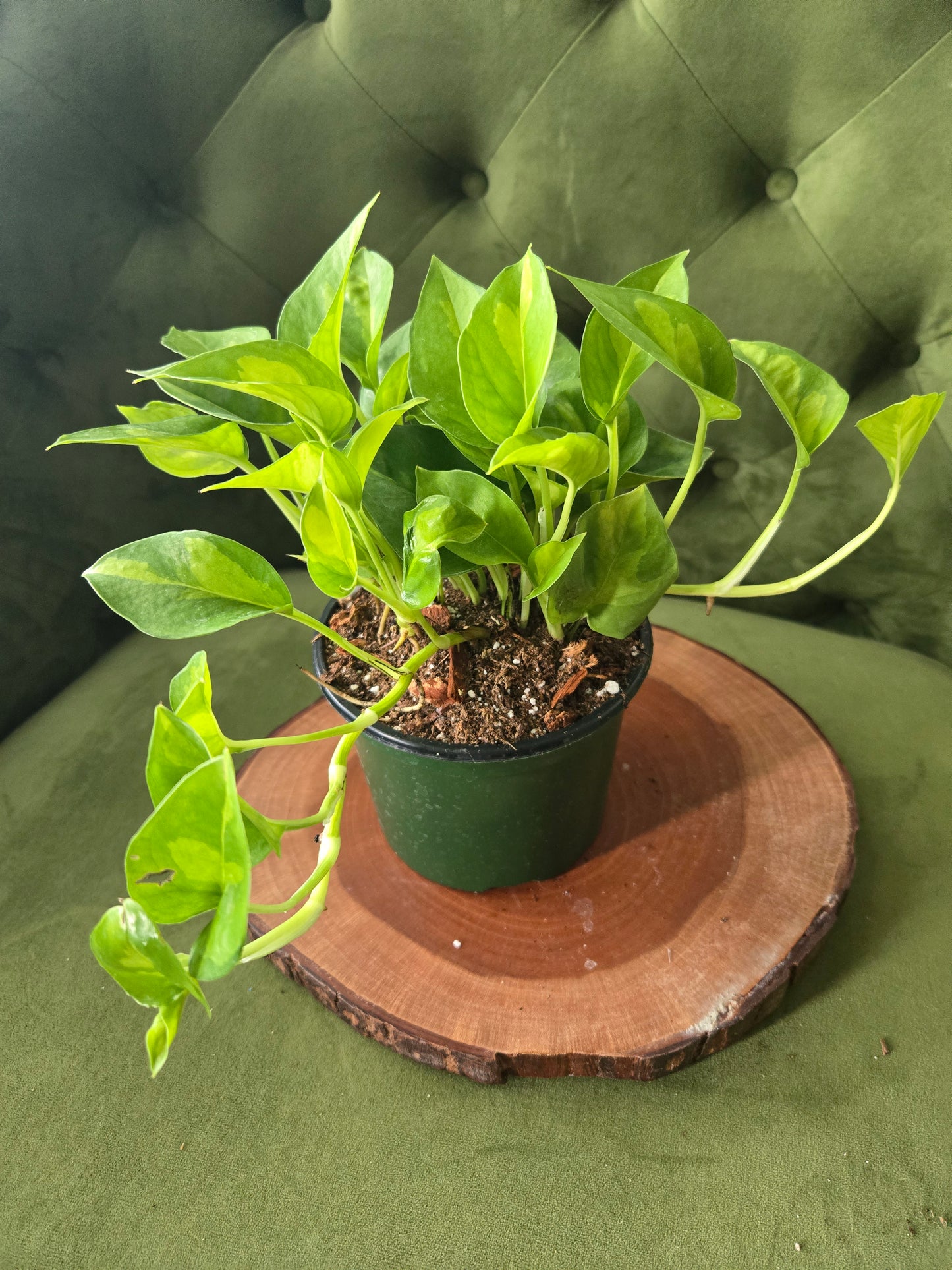 Epipremnum Global Green