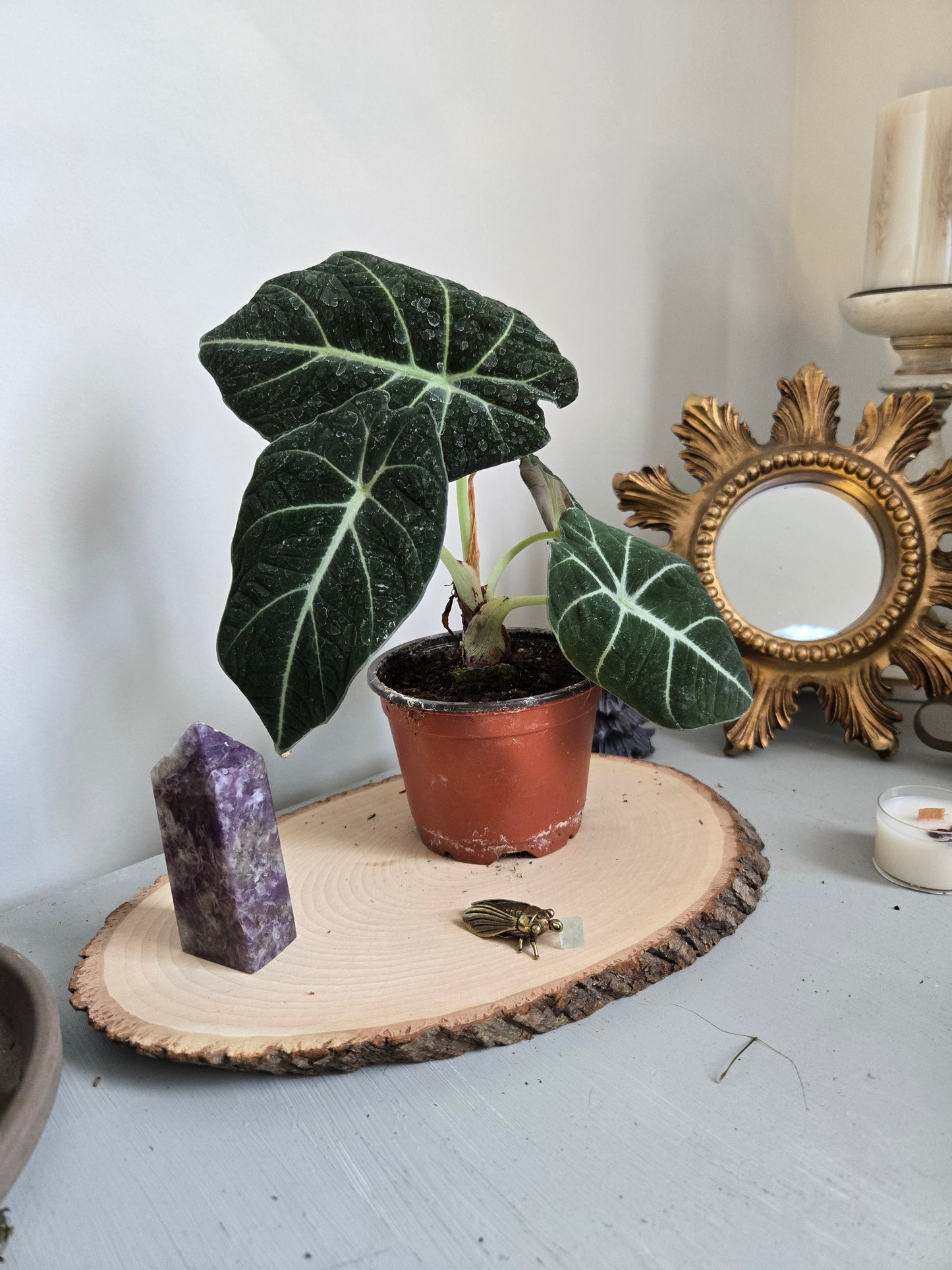 Black Velvet Alocasia