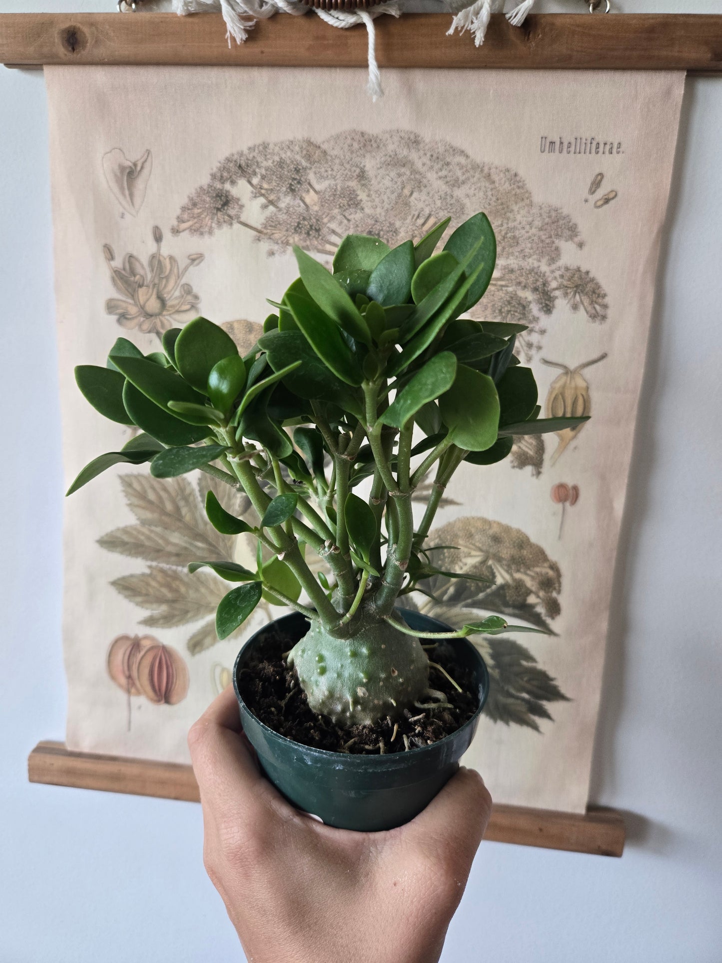 Hydnophytum mos (pap) / Ant Plant