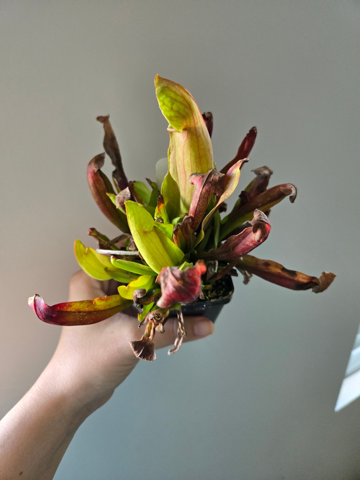 Sarracenia Maroon