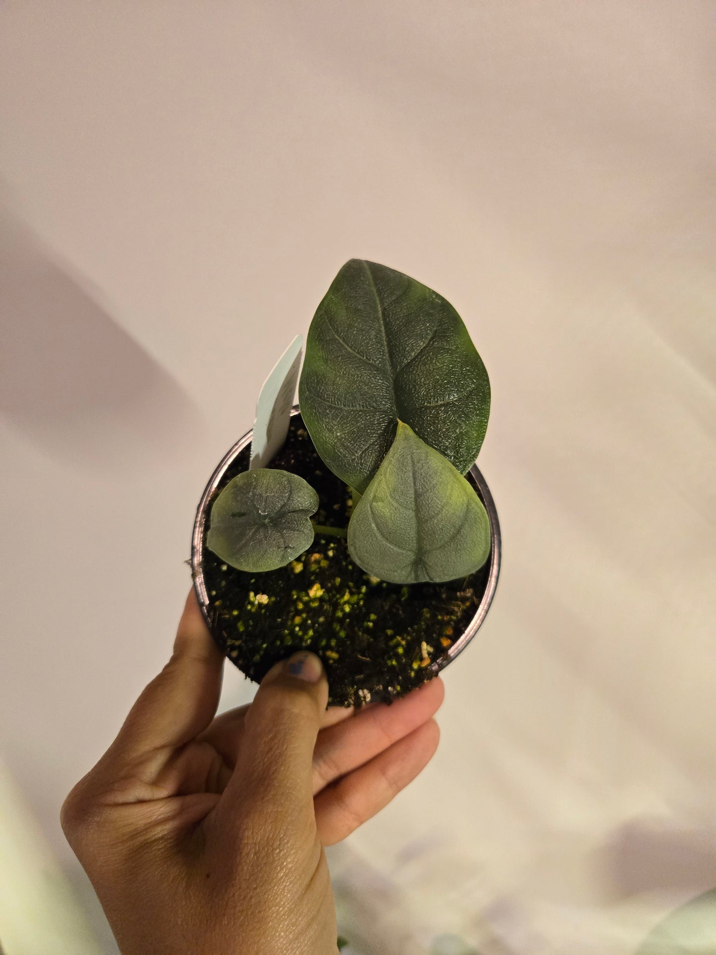 Alocasia Melo