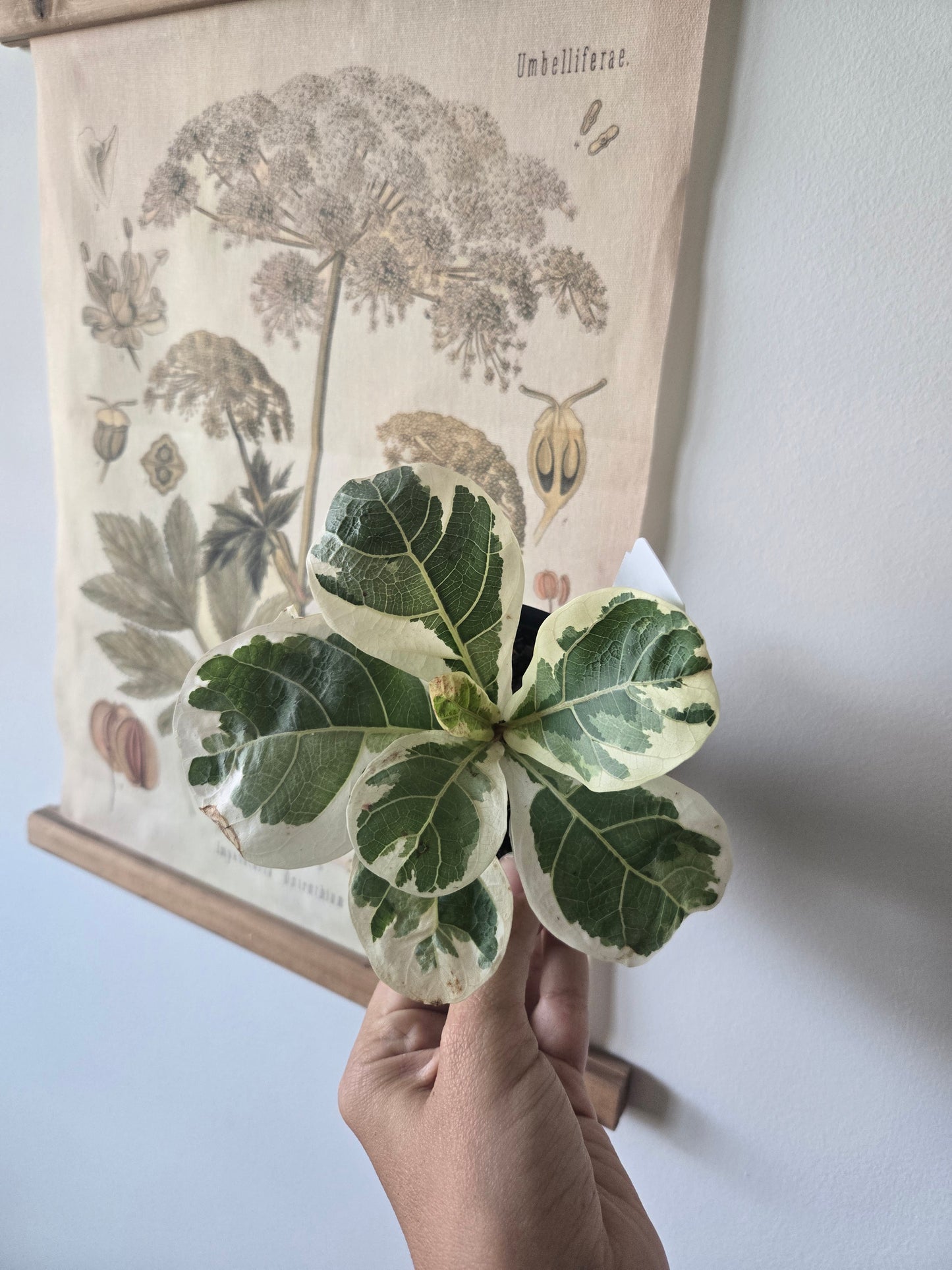 Ficus Lyrata Variegated