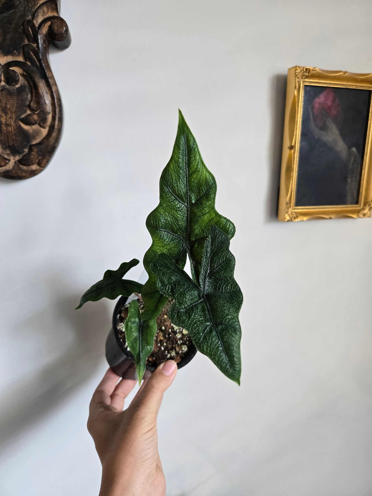Alocasia Jacklyn