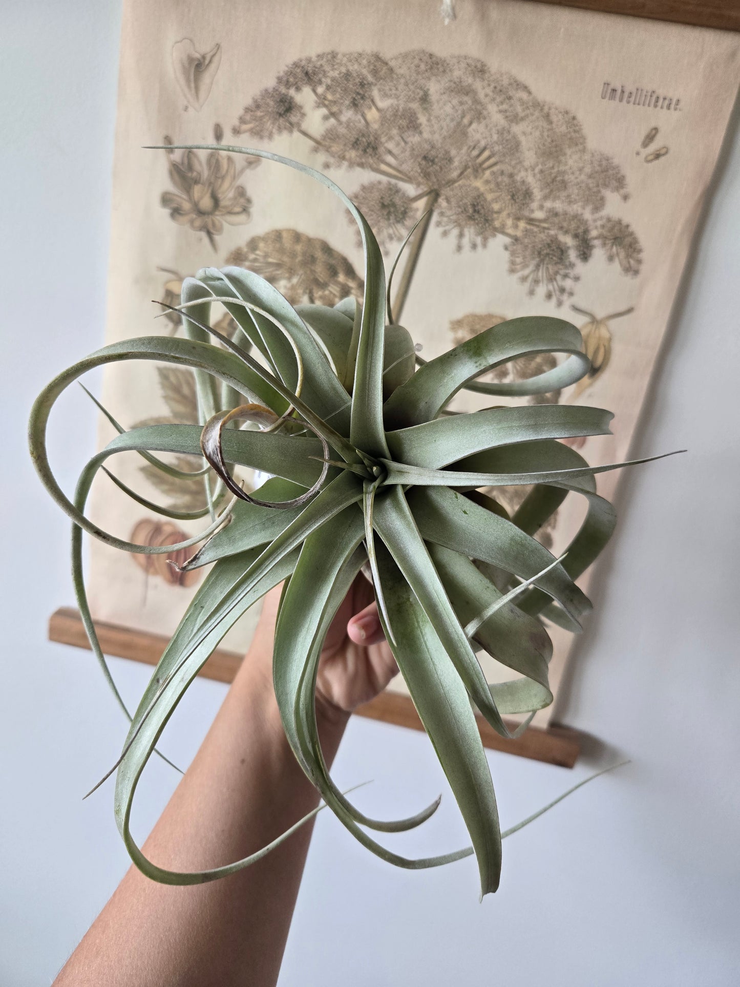 Air Plant Xerographica