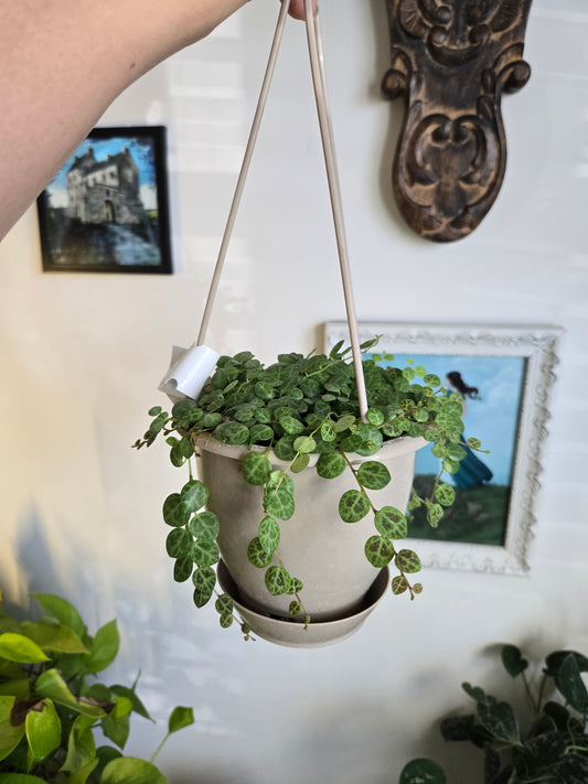 String of Turtles