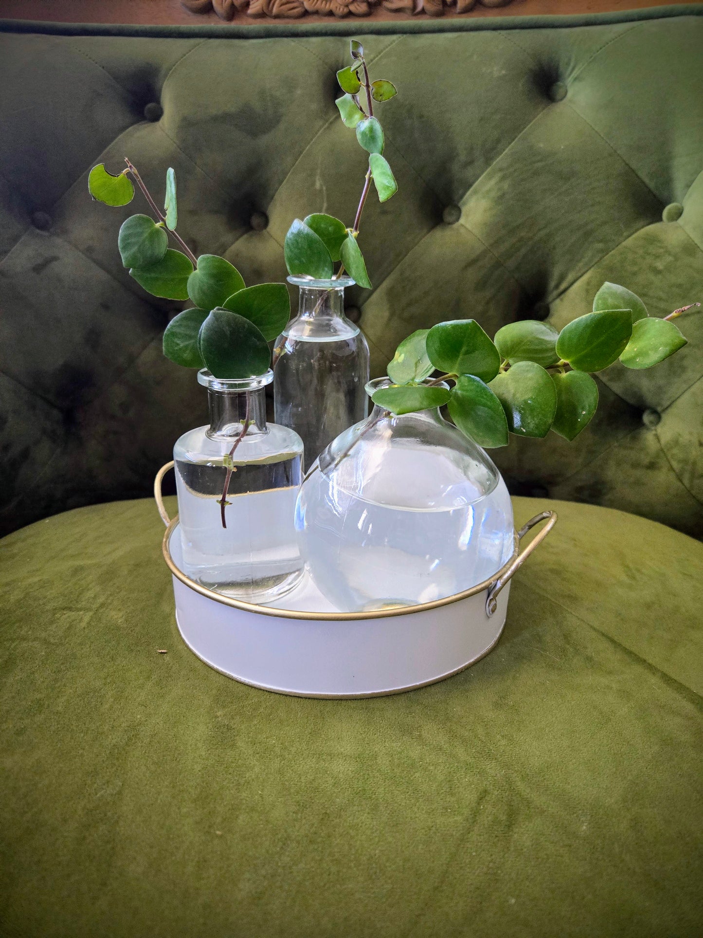 Propagation Arrangement Hoya Tray