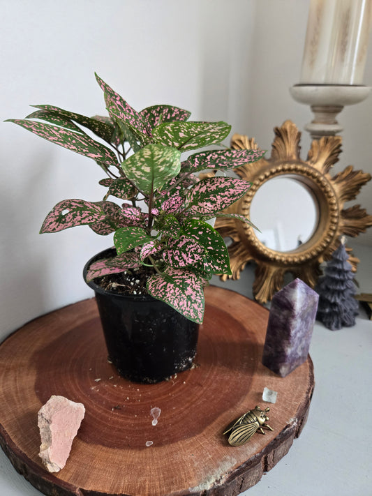 Hypoestes Phyllostachya Pokka Dot Plant 4'