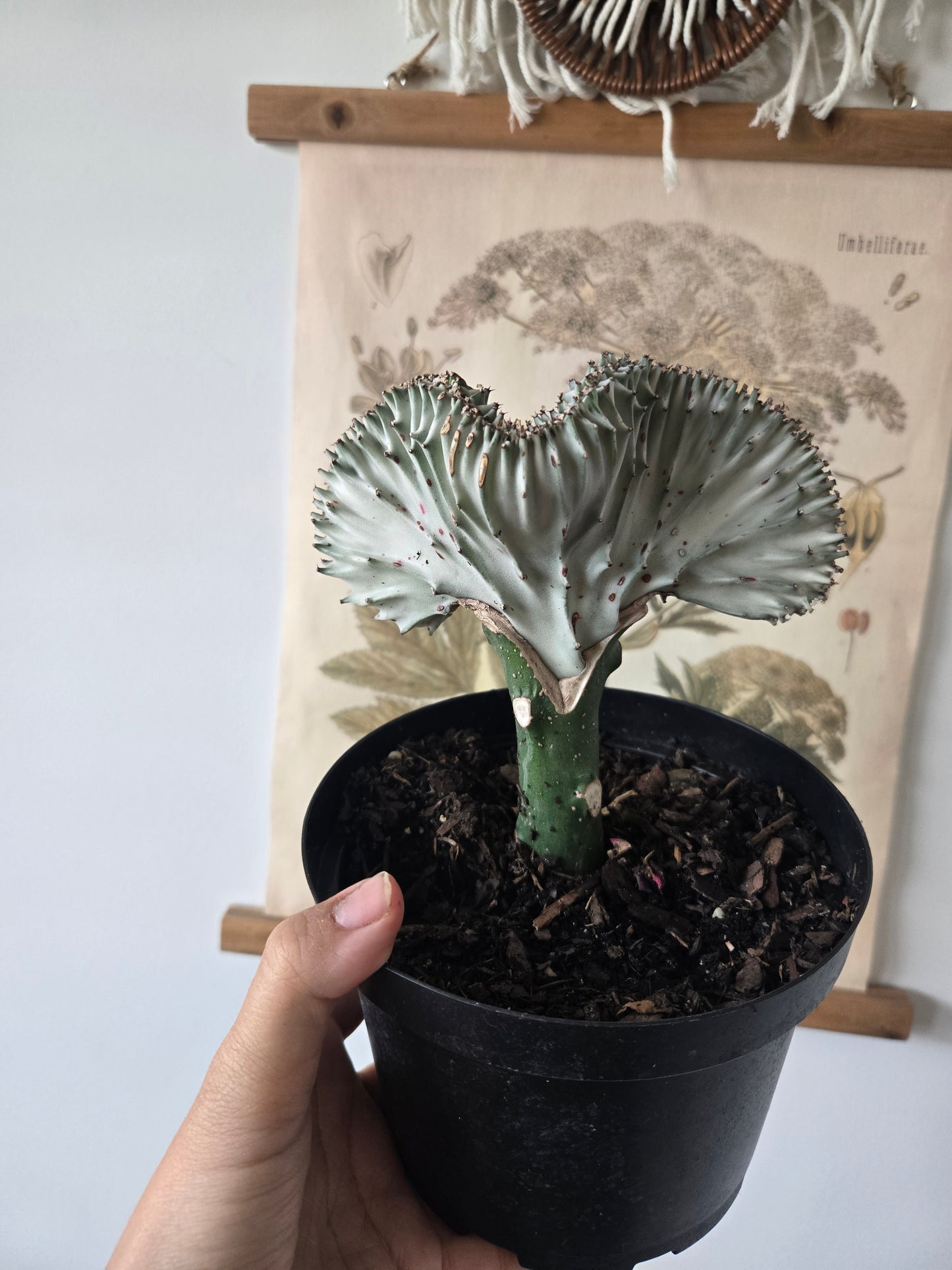 Cactus Euphorbia Lactea Mermaid White
