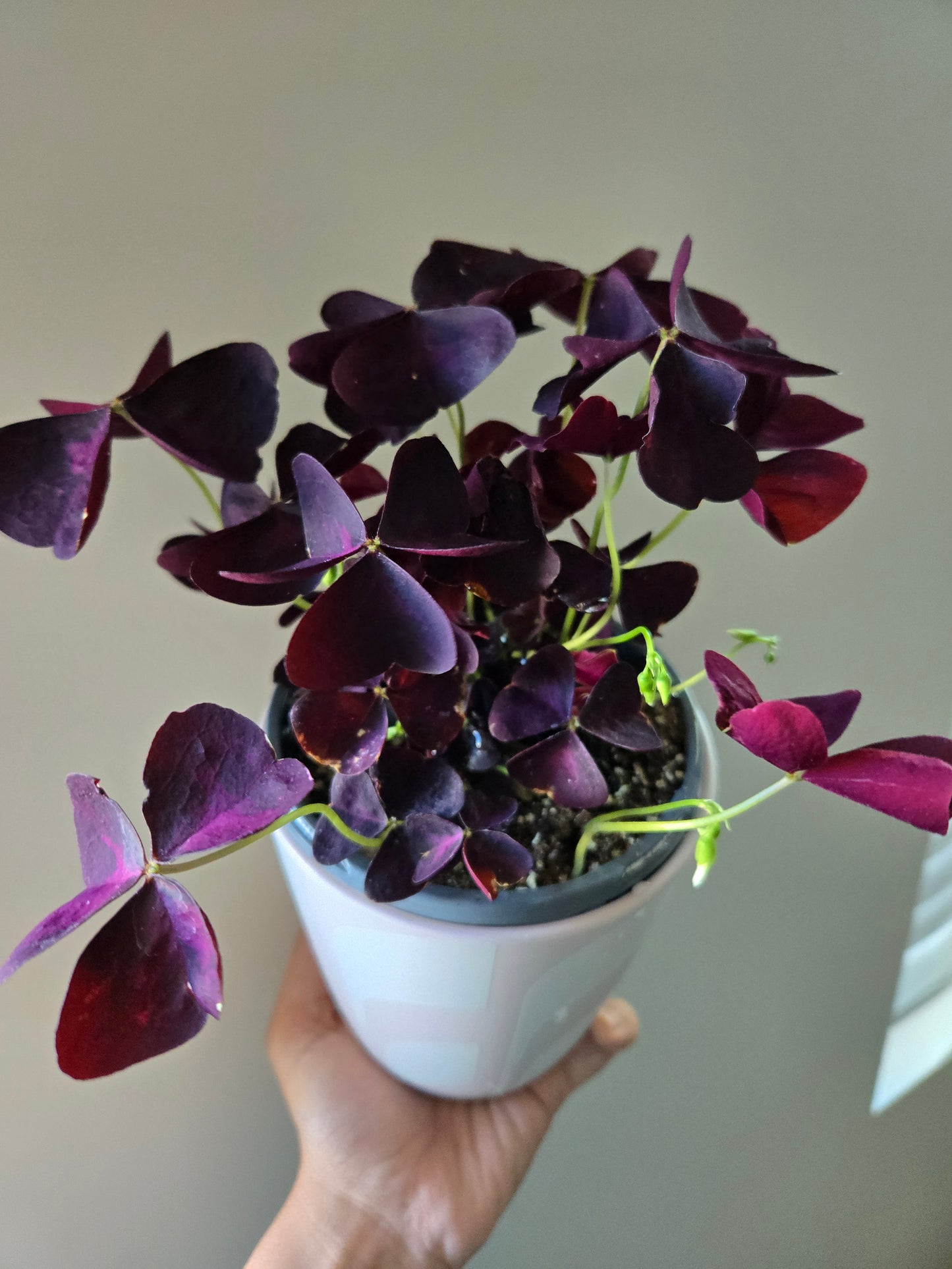 Purple Shamrock
