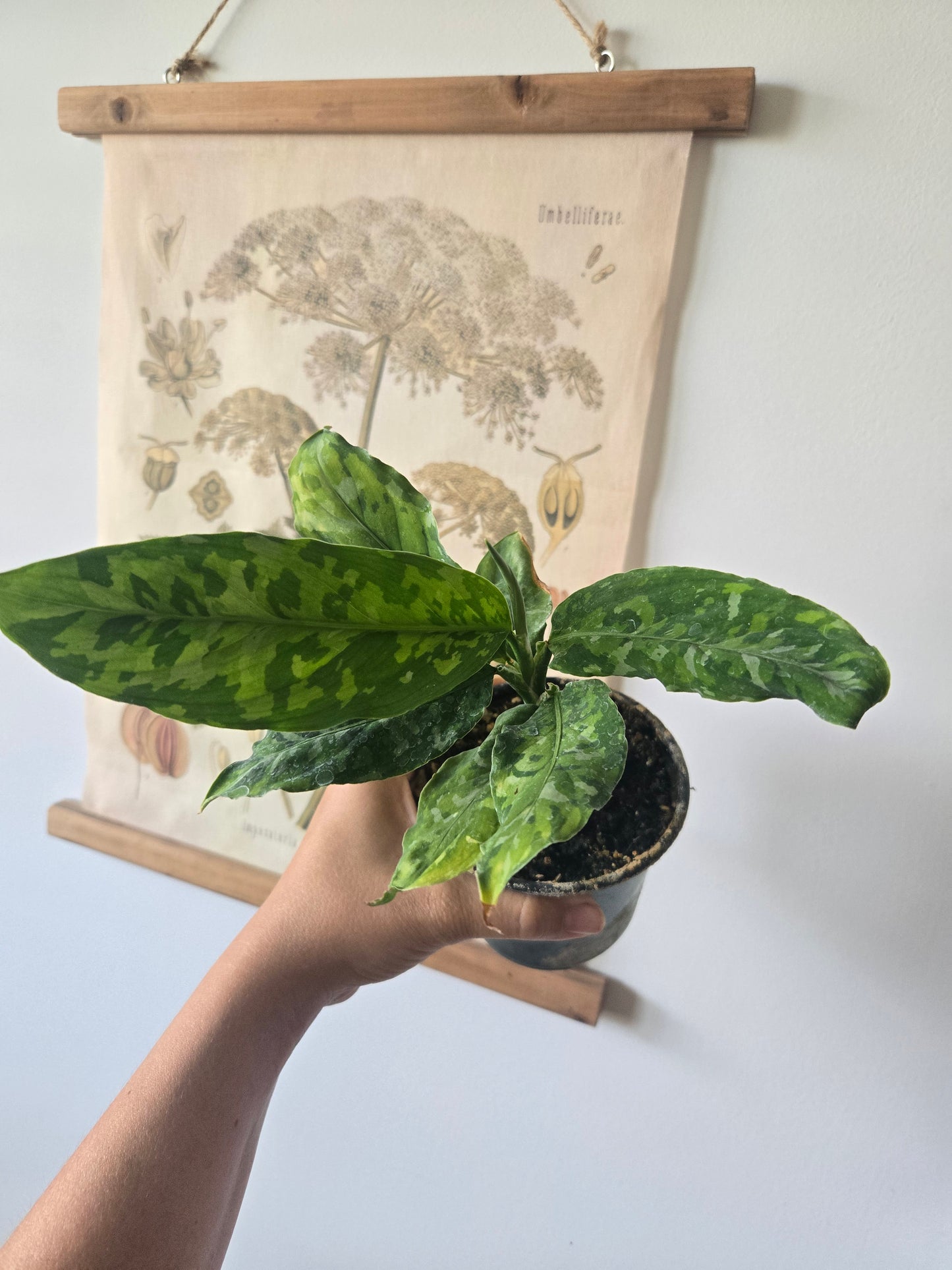 Aglaonema Camouflage