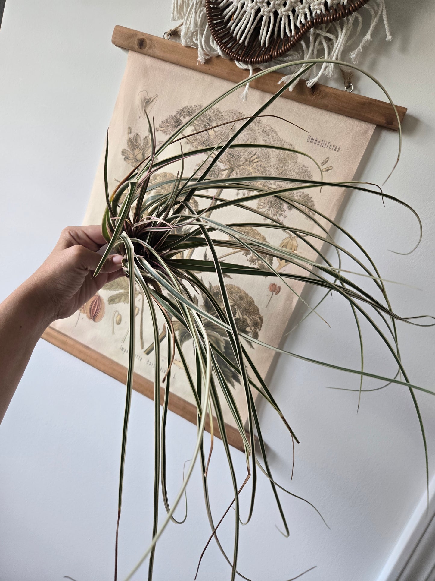 Cyanea Variegata Air Plant