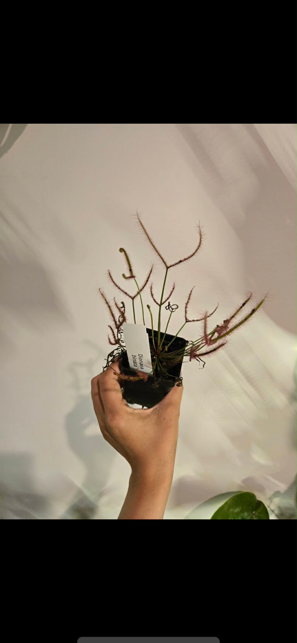 Dionaea binata