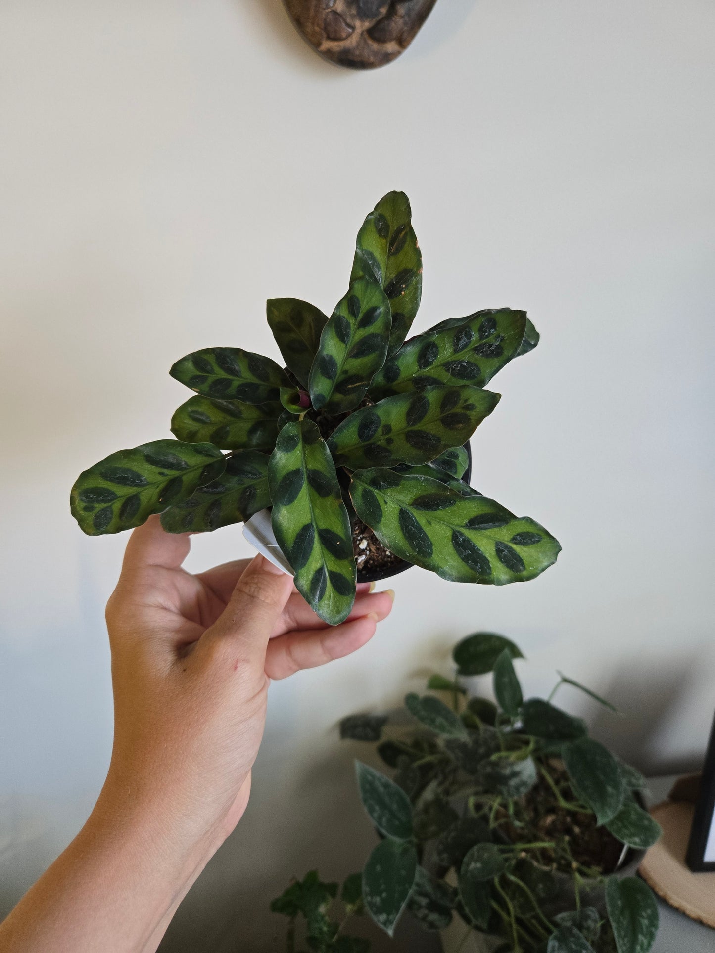 Calathea Rattle Snake