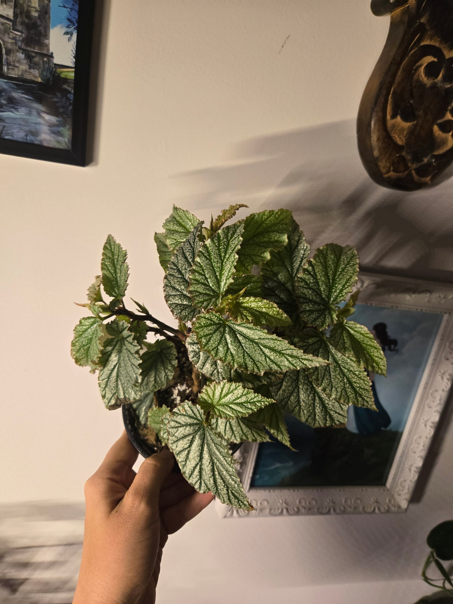Begonia Frosty