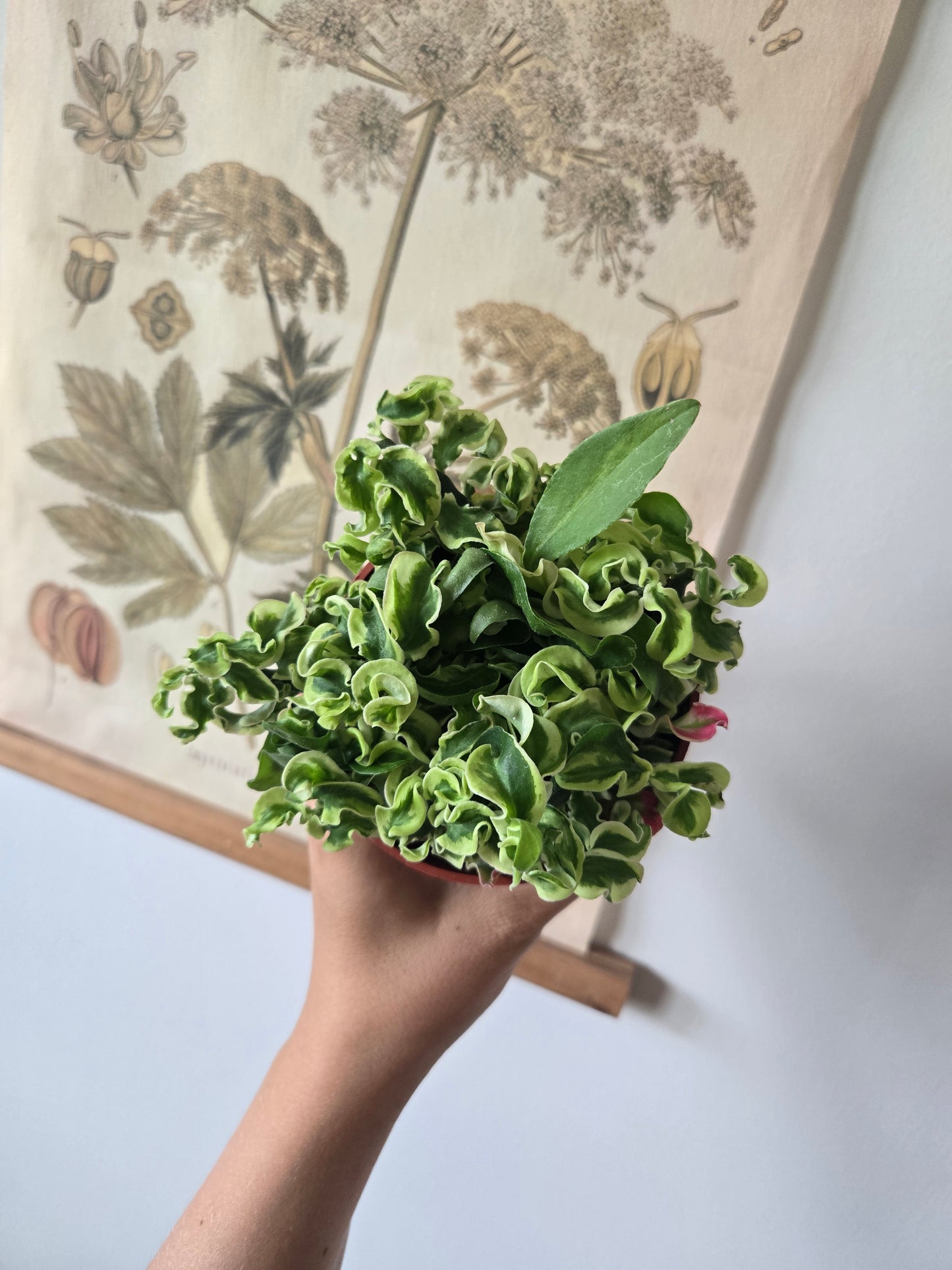 Pedilanthus Devil's Backbone Curly Variegated Succulent