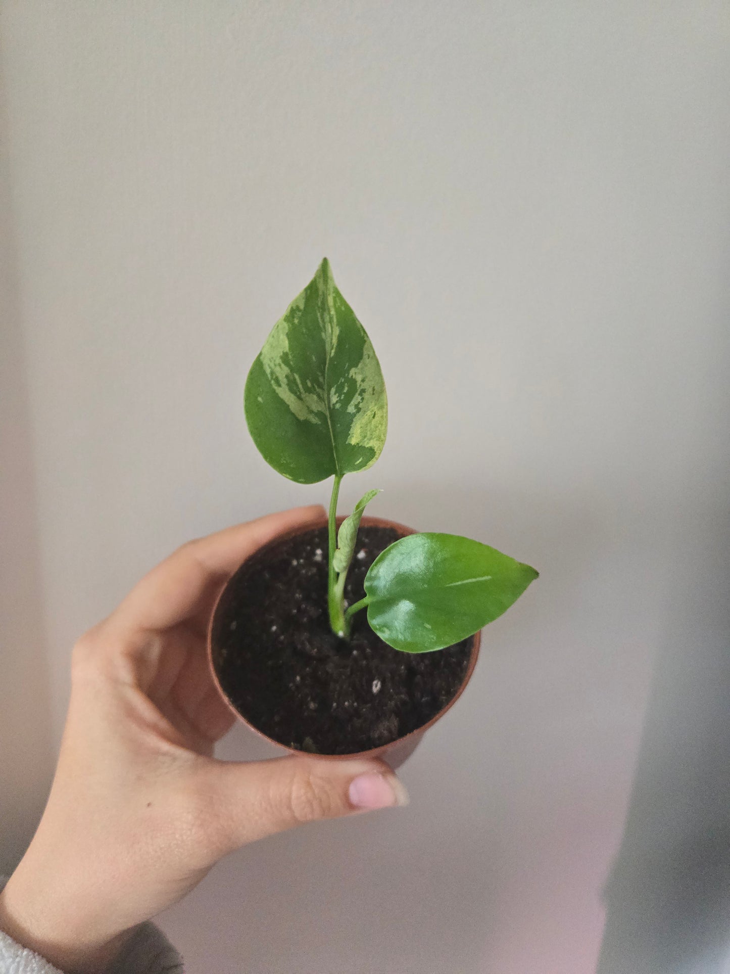 Monstera Bulbasaur Start