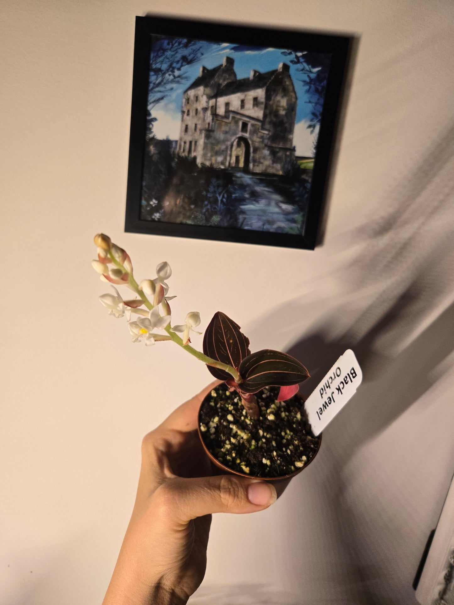 Black Jewel Orchid
