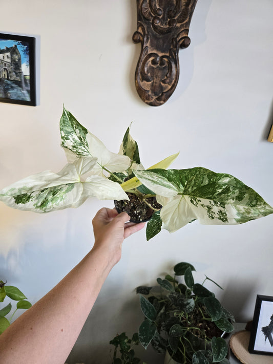 Syngonium French White