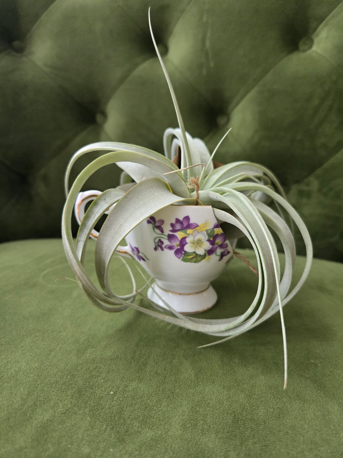 Xerographica Air Plant in Tea Cup
