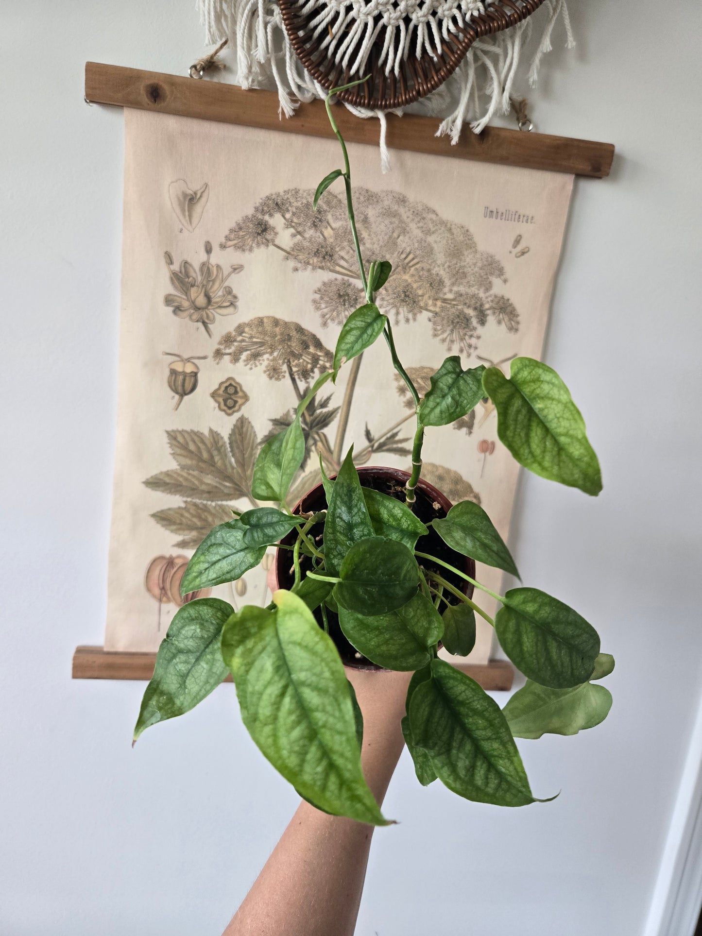 Monstera Siltepecana Vining Monstera