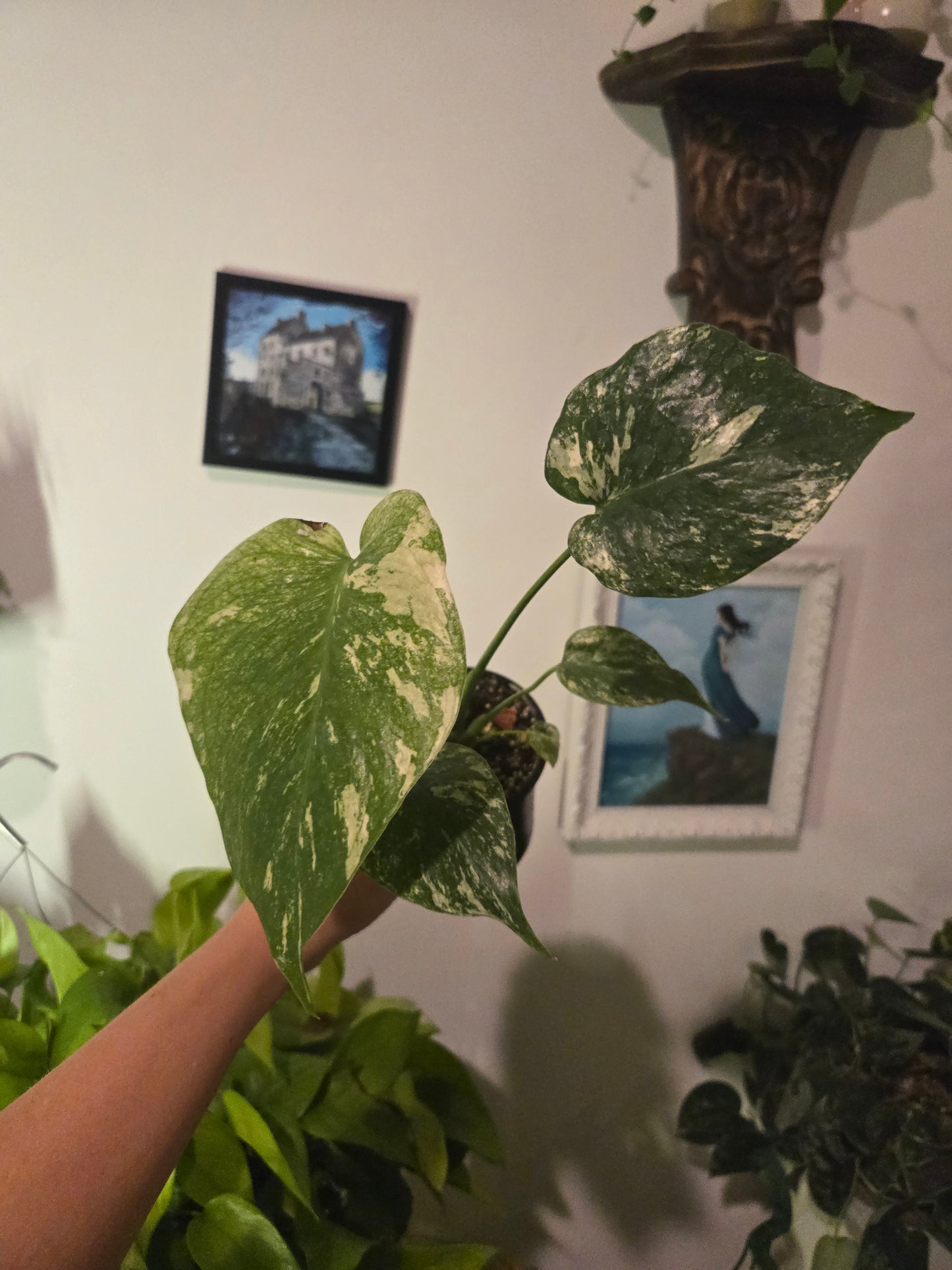 Monstera Mint